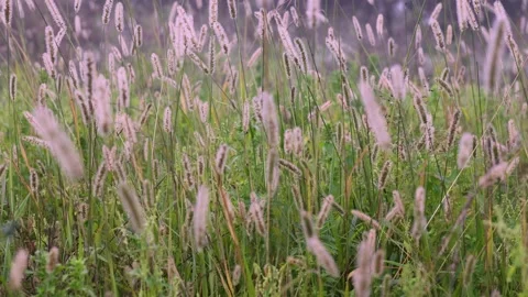Wind-Swept Grass — Macro Sway Stock Footage 320172376
