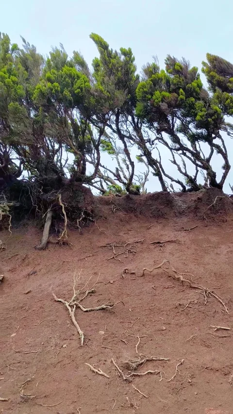 Wind-swept Juniper tree with dramatic exposed roots and twisted branches. Stock Footage 329187663