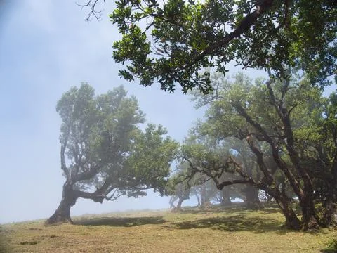 Wind-Swept Laurel Trees on a Misty Hillside - Group of ancient, gnarled lau.. Stock-Fotos