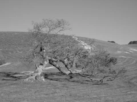 Wind Swept Oak Stock Photos