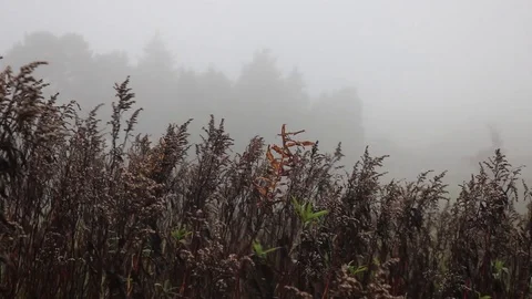 Wind swept plants with misty backdrop Stock Footage