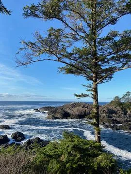 Wind Swept Tree on the Wild Coast Stock Photos