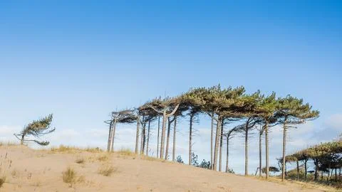 Wind swept trees off Formby beach Stock Photos