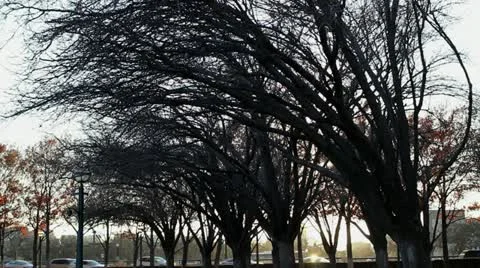 Wind Swept Trees in street Stock Footage 20465269