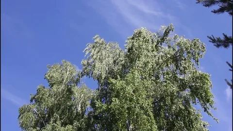 Wind swinging branches Vídeo Stock 77112739