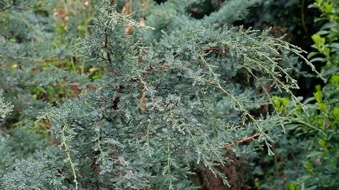 Wind swinging plant Stock Footage 126824834
