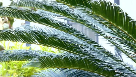 The wind swings the branches of a palm tree Stock Footage 120057382