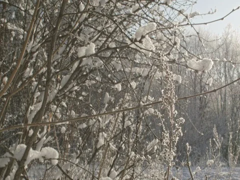 The wind swings the branches of trees and shrubs and the snow falls from them. 스톡 동영상 84700194