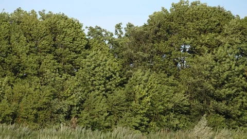 The wind swings the branches of the trees Stock Footage 111566656