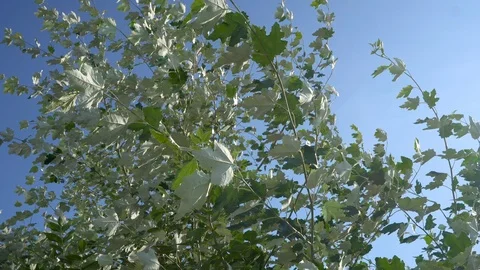 The wind swings the crown of the tree Stock Footage 115571486