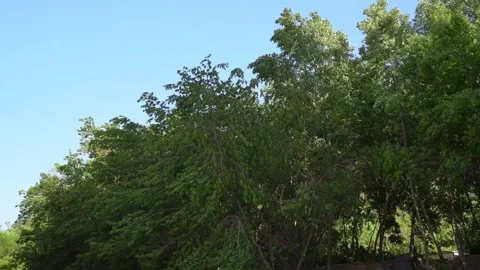 Wind swings the trees to the sides Video stock 133738715