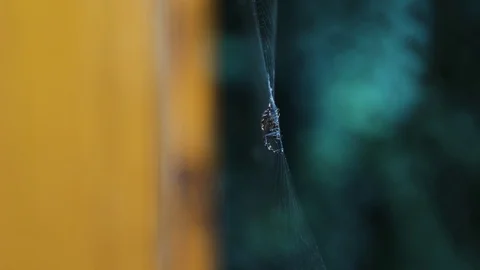 Wind swings web with spider on it Stock Footage 97190946