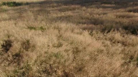 Wind swirling through the grass Stock Footage 93291232
