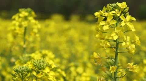 In the Wind swishing Rape Stock Footage 11017391