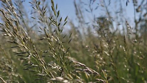 Wind on tall grass Video stock 129737876