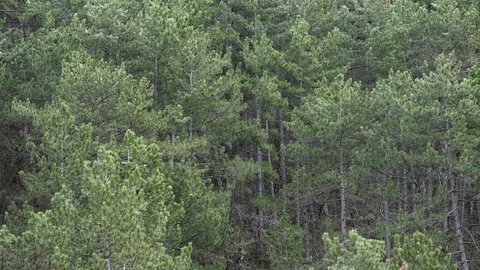 Wind In Tall Pine Forest Stock Footage 107327042