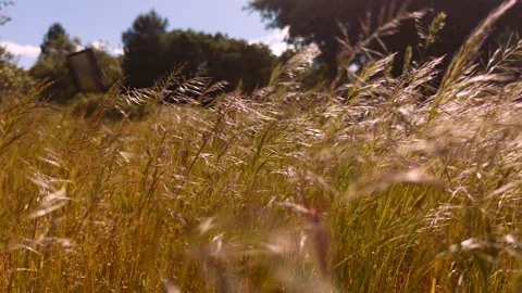 Wind Through Backlit Spring Grasses, Sierra de Gredos Foothills, Spain, 4K Stock-Footage 335089176
