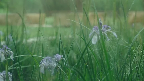 Wind Through Flowers and Grass After Rain Stock Footage 91713532