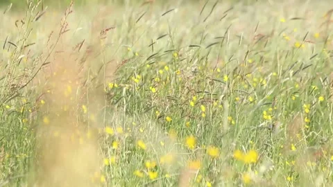 Wind through grass 库存影片 158016520