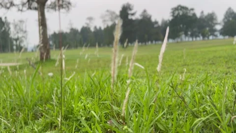 Wind through grass at open field at Bogor, Indonesia Stock Footage 287958879