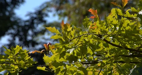 Wind through leaves Stock Footage 196281047