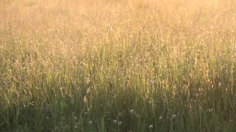 Wind Through Long Golden Grass Video stock 66290968