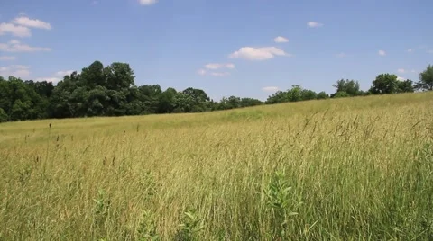 Wind Through Long Grass Video stock 66291749