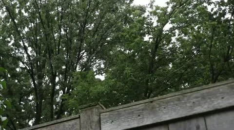 Wind through the trees Vídeos de archivo 11700623