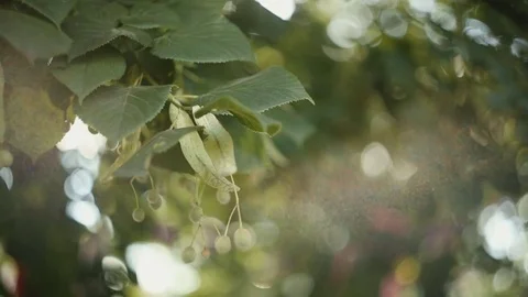 The wind throws a branch of a tree. Nature background. Beautiful Sun shine Stock Footage 79717469
