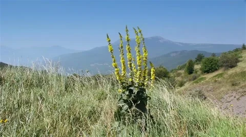 The wind on top of a mountain stirs the grass Stock Footage 60834993