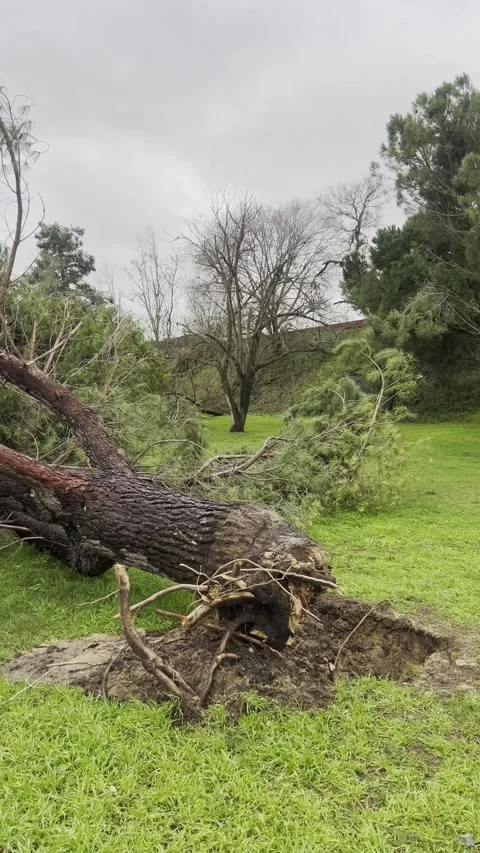 Wind-toppled pine tree blocking a public path in a park Stock Footage 329028973