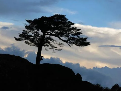 Wind torn tree and dramatic sky Wind torn tree and dramatic sky Copyright:... Stock Photos