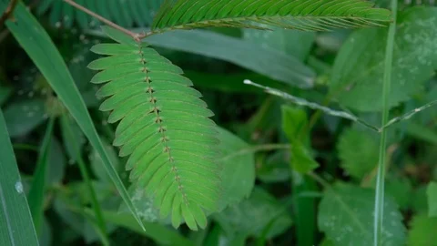 Wind touching Mimosa pudica or Sensitive plant in the fields Stock Footage 114687045