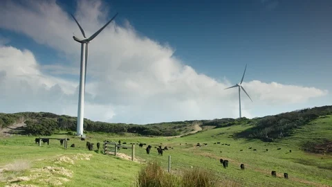 Wind towers in a paddock with cattle in southern Australia. Stock Footage 98841215