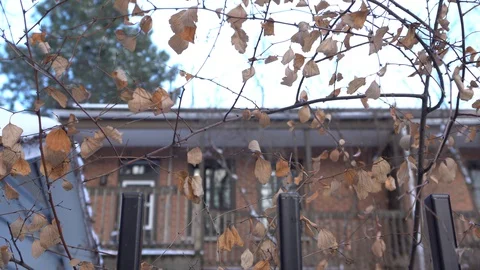 Wind on Tree Branches Vídeos de archivo 127633971