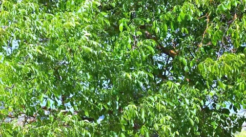 Wind on the tree Stock Footage 7133936