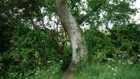 Wind in tree Stock Footage 112700115
