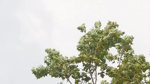 Wind tree Stock Footage 115183809