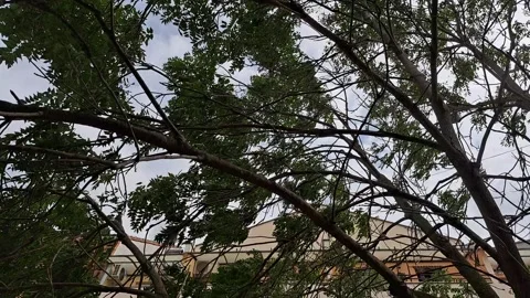 Wind in the Tree Tops Footage Video stock 246827759