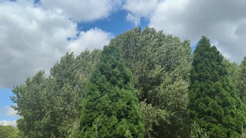 Wind in Trees 1 Stock Footage 247196835