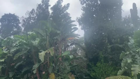 Wind in trees 1 Stock Footage 270149698