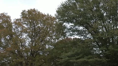 WIND IN TREES 2 Stock Footage 11195630