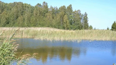 Wind in the Trees and Grasses 60sec 動画素材 94278190