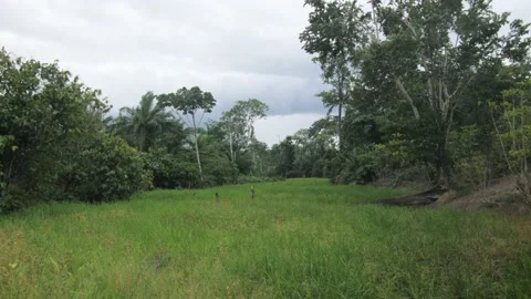 Wind in the trees and plains of the tropical forest of Ivory Coast Stock Footage 238043661