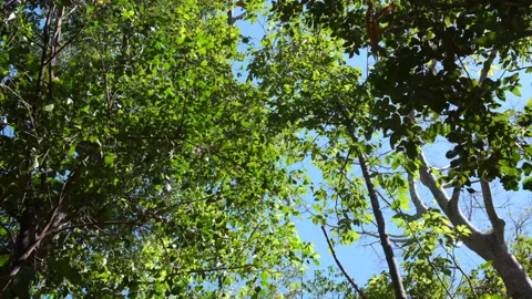 Wind in the Trees Canopy with Green Leaves Stock Footage 133014898