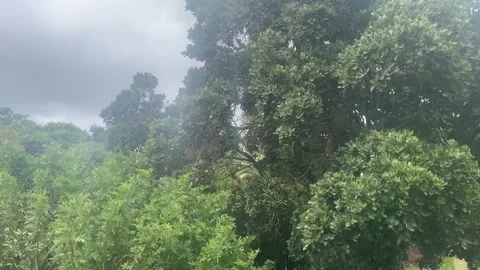 Wind in trees close up Stock Footage 270153502