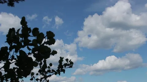 Wind, trees, clouds Stock Footage 45410868