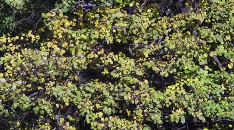 Wind in the trees Stock Footage 8918743