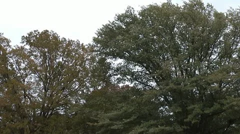 WIND IN TREES Video stock 11195873