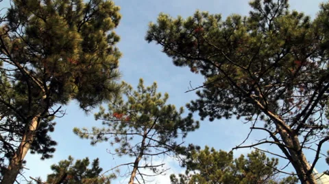 Wind Trees Stock Footage 29777369